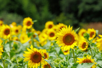 ひまわりが咲く日本の夏のイメージ