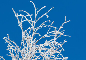A tree with a lot of snow on it is in front of a blue sky