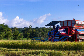 Rice harvester in the middle of a golden rice field in the harvest season of Thailand. Agricultural...