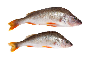 Two fish are shown side by side on a white background