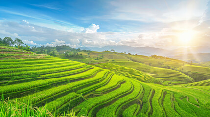 Fototapeta premium Top view of rice fields 