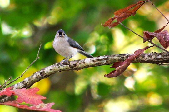 a bird on a branch