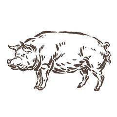 sketch illustration of a pig that is big and fat