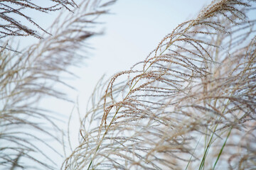 Delicate Grass Blades Against Soft Sky Background