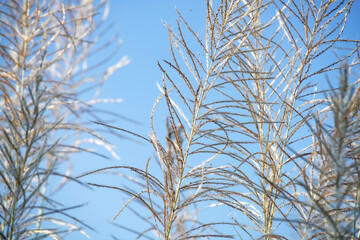Delicate Grasses Against a Clear Blue Sky
