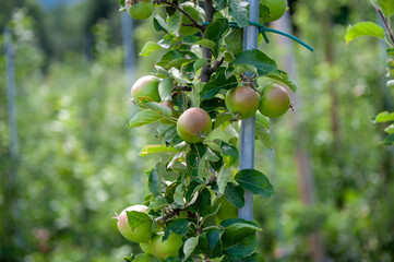 Apples can be grown using several different methods: grafting, budding or rootstock.