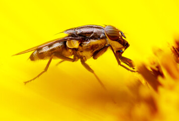 A fly is on a yellow flower