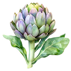 Watercolor Artichoke Illustration &ndash; Fresh Artichoke Vegetable Clipart PNG