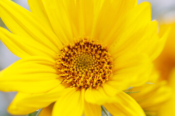 A yellow flower with a brown center