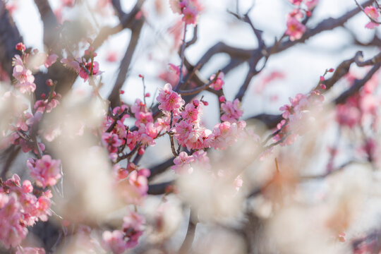 寒紅梅」の写真素材 | 137件の無料イラスト画像 | Adobe Stock