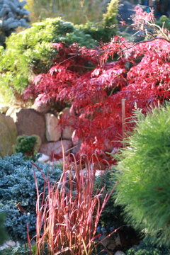 rośliny, kwiaty, trawy ozdobne, ogr&oacute;d, jesień, kolory, pory roku, klon palmowy, słońce, pogoda, ciepło, liście, skalniak, kompozycja, klomb, ścieżka, relaks