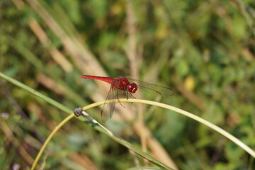 A red dragonfly is sitting on the grass in close up with a blurry background 
