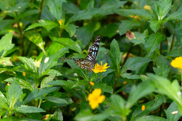 Blue Tiger Butterfly near Sphagneticola Calendulacea on a Wedelia