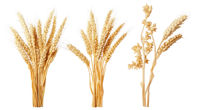 Collection of Wheat Stalks Displayed on a Transparent Background Generative AI