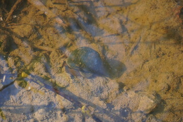 Water snail and tadpoles are found inside the water