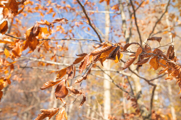 Autumn dry leaves in a tree.