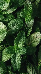 Fresh green mint leaves close-up