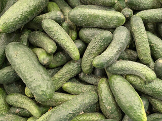 cucumbers in the market