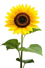 Fototapeta premium A large yellow sunflower with a green stem and leaves