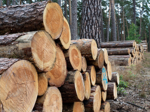 Kiefernholz St&auml;mme gestapelt an einem Waldweg im Kiefernforst
