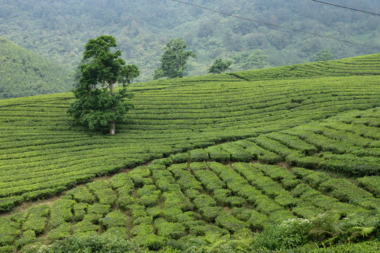 Tea plantation in Bandung, Indonesia