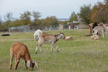 Fototapeta premium goats grazing on a walk