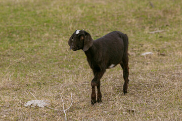 goats grazing on a walk