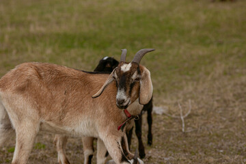 goats grazing on a walk