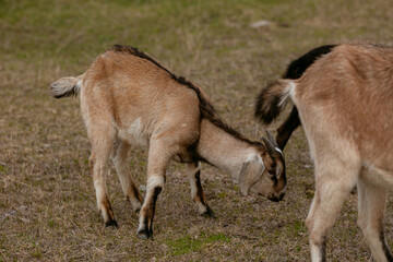 goats grazing on a walk