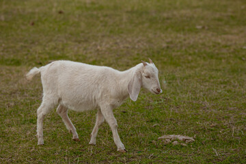 Obraz premium goats grazing on a walk