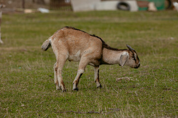 goats grazing on a walk