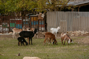 goats grazing on a walk