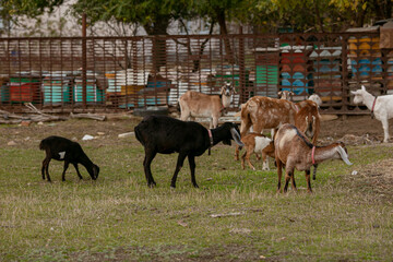 Fototapeta premium goats grazing on a walk