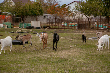 Obraz premium goats grazing on a walk