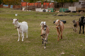 goats grazing on a walk