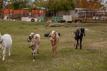 goats grazing on a walk