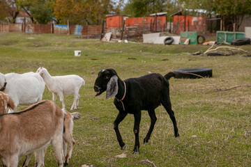 goats grazing on a walk