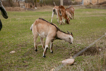 Obraz premium goats grazing on a walk