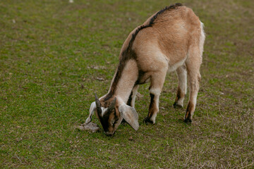 goats grazing on a walk