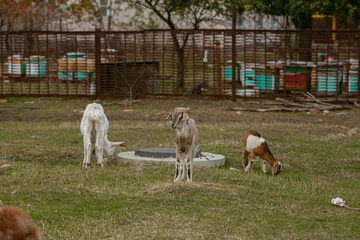 goats grazing on a walk