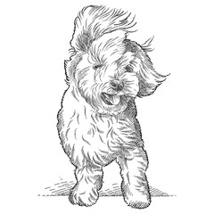 Hand drawn sketch of cute puppy with fluffy fur in black isolated on white background. 
