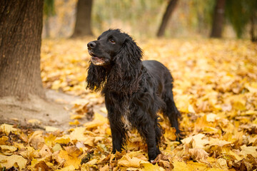 A black spaniel with long curly hair sits on a path in a park or forest. The dog has a white spot on its chest. The background is blurred, with autumn trees and yellow leaves on the ground.