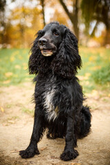A black spaniel with long curly hair sits on a path in a park or forest. The dog has a white spot on its chest. The background is blurred, with autumn trees and yellow leaves on the ground.