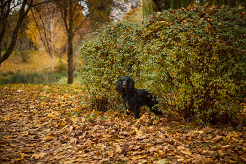 Spaniel black dog with long curly ears, standing among autumn leaves. The dog is on a leash and surrounded by thick green bushes. The leaves on the ground have yellow and brown shades.