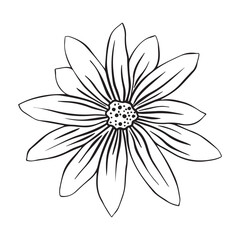 Hand drawn sketch of Jerusalem artichoke flower or Helianthus tuberosus plant isolated on white background
