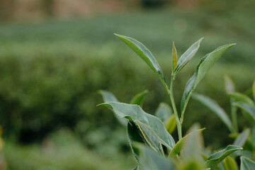 The best quality selected tea leaves in the green tea plantation, the concept of the green tea plantation.