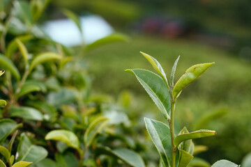 Fototapeta premium The best quality selected tea leaves in the green tea plantation, the concept of the green tea plantation.