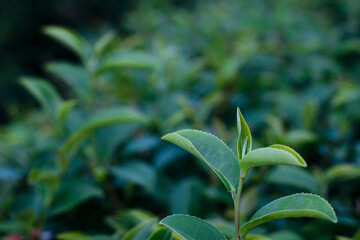 Obraz premium The best quality selected tea leaves in the green tea plantation, the concept of the green tea plantation.