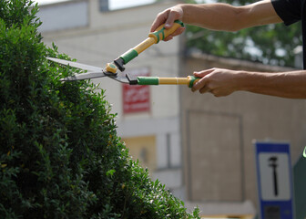 decorative pruning of bushes