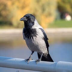 sitting crow on a railing